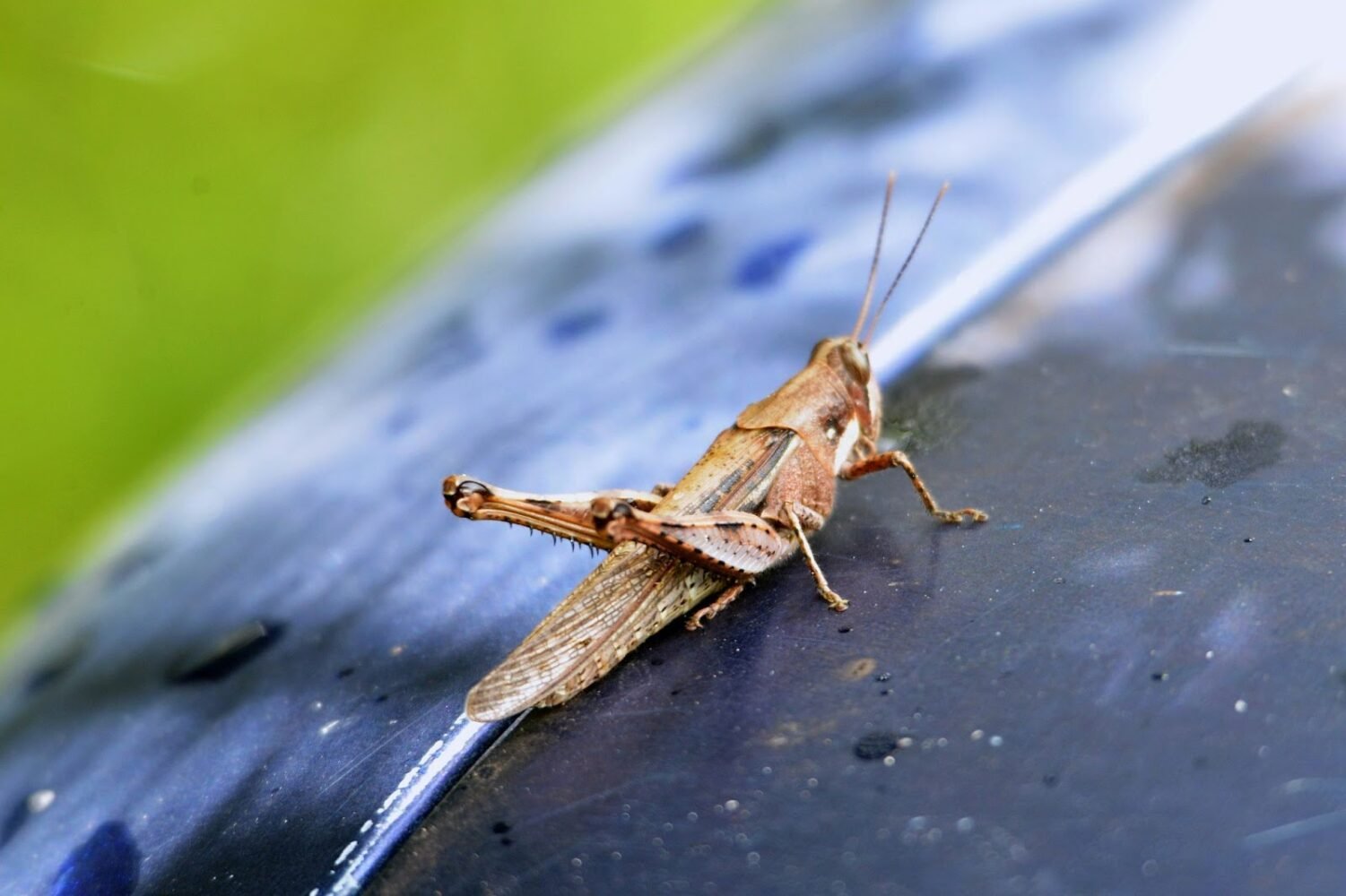 Effective Home Pest Control & How Professional Pest Removal Services Can Help?